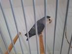 Roseicolli, Dieren en Toebehoren, Vrouwelijk, Dwergpapegaai of Agapornis