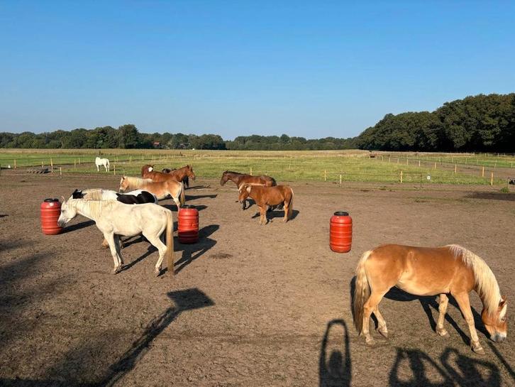 Pensionplek beschikbaar per oktober, Dieren en Toebehoren, Stalling en Weidegang