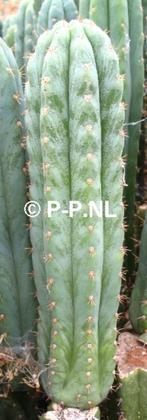 San Pedro Cactussen- DE ECHTE ! - Echinopsis pachanoi, Huis en Inrichting, Kamerplanten, Cactus, Minder dan 100 cm, Bloeiende kamerplant