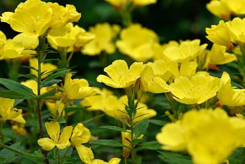 Oenothera fruticosa (teunisbloem) geel vaste plant, Tuin en Terras, Planten | Tuinplanten, Vaste plant, Overige soorten, Volle zon