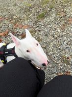 Engelse bullterrier reu, Bull Terriër, Rabiës (hondsdolheid), 15 weken tot 1 jaar, Reu