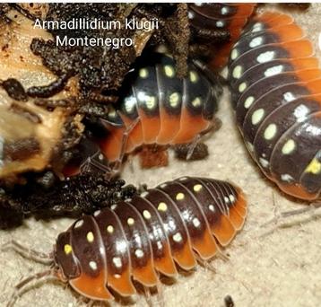 Armadillidium klugii "Montenegro"  beschikbaar voor biedingen
