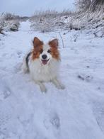 Aangeboden: Knappe en lieve Dekreu, Reu, Parvo, Eén hond, 3 tot 5 jaar