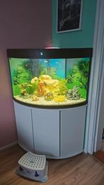 Compleet Hoekaquarium met meubel 190L, Ophalen