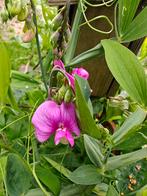 Vaste lathyrus zaden, Ophalen, Voorjaar, Volle zon, Zaad