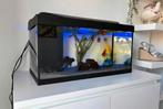 Leuke beginners aquarium tetra, Dieren en Toebehoren, Vissen | Aquaria en Toebehoren, Ophalen, Gebruikt, Gevuld zoetwateraquarium