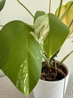 Monstera deliciosa variegata, Ophalen, Overige soorten, Minder dan 100 cm
