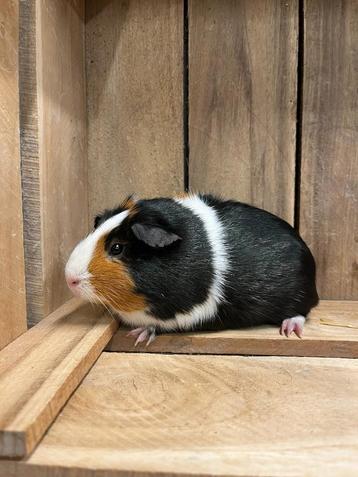 Jonge cavia zeugjes beschikbaar voor biedingen