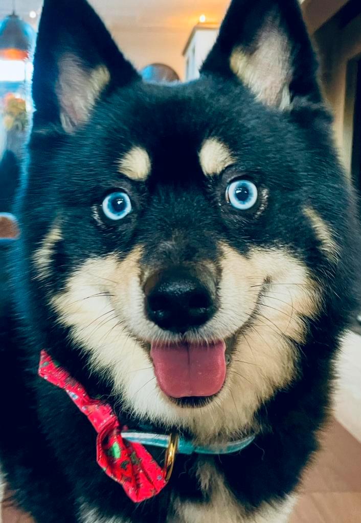 Prachtige  pomsky f1 dekreu (niet te koop maar o zo lief ), Dieren en Toebehoren, Honden | Dekreuen, Reu, Particulier, Eén hond
