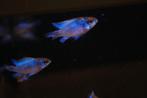 Antennebaars Electric Blue, Dieren en Toebehoren, Vissen | Aquariumvissen, Vis