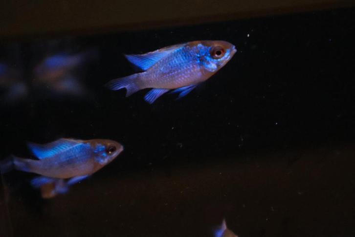 Antennebaars Electric Blue, Dieren en Toebehoren, Vissen | Aquariumvissen, Vis