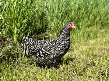 Jonge tamme Amrock kriel kippen ras gesekst en ingeënt beschikbaar voor biedingen
