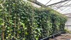 Hedera 175/200, Ophalen, Overige soorten, 100 tot 250 cm