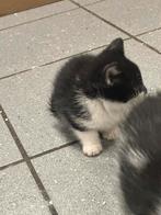 Kittens, Dieren en Toebehoren, Katten en Kittens | Overige Katten, Kortharig