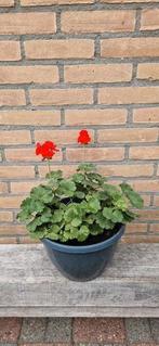 Geranium met pot, Ophalen, Zo goed als nieuw, Rond, Minder dan 60 cm