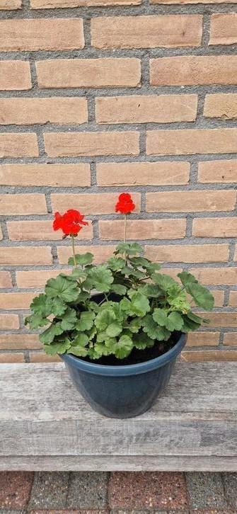 Geranium met pot beschikbaar voor biedingen