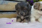 Mooie kleine boomer pups., Nederland, Overige rassen, 8 tot 15 weken, CDV (hondenziekte)