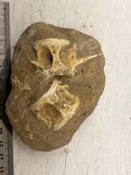 Enchodus wervels, Ophalen of Verzenden, Fossiel