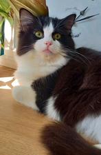 Ragdoll Herplaatsers,  met stamboom, Dieren en Toebehoren, Kater, Gechipt, 0 tot 2 jaar