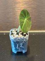 Alocasia mini black velvet #12 potmaat 4 cm, Huis en Inrichting, Ophalen of Verzenden, Overige soorten, Minder dan 100 cm
