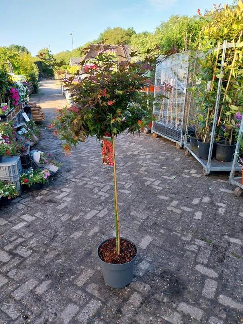 Japanse esdoorn op stam acer, Tuin en Terras, Planten | Bomen, Overige soorten, 100 tot 250 cm, Halfschaduw, Bloeit niet, Ophalen