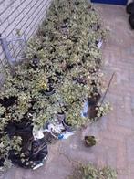 plant, Ophalen, Overige soorten, Volle zon