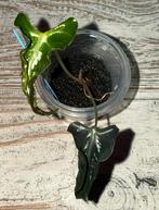 Alocasia loco (1), Huis en Inrichting, Ophalen of Verzenden, Overige soorten, Minder dan 100 cm