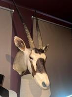 Opgezette gemsbok (oryx), Verzamelen, Dierenverzamelingen, Ophalen of Verzenden, Zo goed als nieuw, Wild dier, Opgezet dier