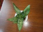 kamerplant, Ophalen, Overige soorten, Minder dan 100 cm