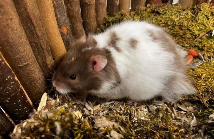 Super ondernemende tamme goudhamsters ( fokker), Dieren en Toebehoren, Knaagdieren, Vrouwelijk, Hamster, Augustus, Tam