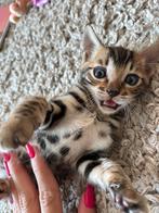Bengaalse Kitten, Dieren en Toebehoren, Katten en Kittens | Raskatten | Korthaar, Meerdere dieren, Gechipt, 0 tot 2 jaar
