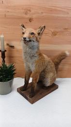 Taxidermie - opgezette jonge vos, Ophalen of Verzenden, Gebruikt, Wild dier, Opgezet dier