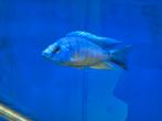 Malawi kweek groep Protomelas spilonotus tanzania (1m/7v)