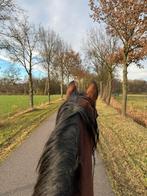 Bijrijder gezocht/ bijrijdpaard aangeboden, Dieren en Toebehoren