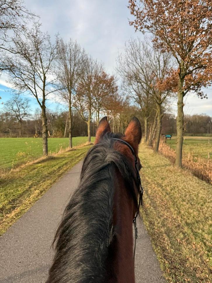 Bijrijder gezocht/ bijrijdpaard aangeboden, Dieren en Toebehoren, Stalling en Weidegang