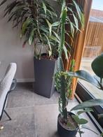 Mooie Euphorbia in Pot, Ophalen, Minder dan 100 cm, In pot, Cactus