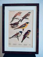 Litho Floericke Gors Bosgors Rietgors Witkopgors 1922, Ophalen of Verzenden