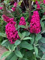 Dwergvlinderstruik Buddleja 'Little Ruby', Volle zon, Vaste plant, Zomer, Ophalen