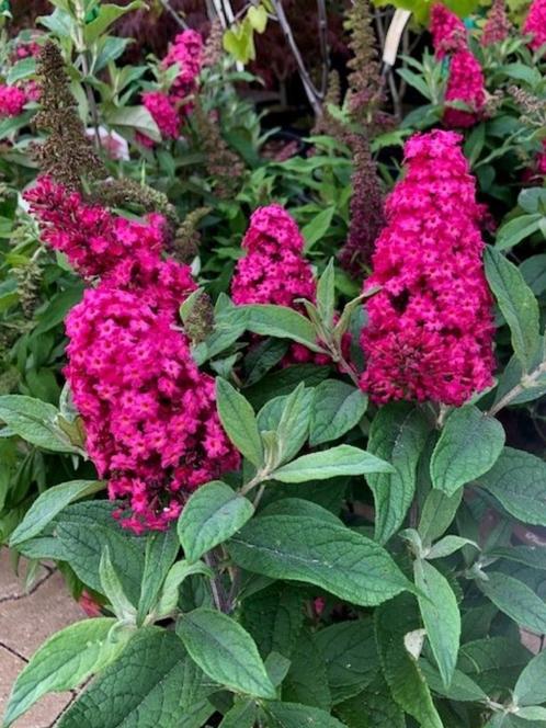 Dwergvlinderstruik Buddleja 'Little Ruby', Tuin en Terras, Planten | Tuinplanten, Vaste plant, Overige soorten, Volle zon, Zomer