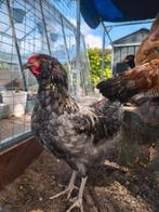 Araucana kleurlegger haan blauw grijs van 14 februari 2025, Mannelijk, Kip
