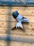 Gentse kropper doffer, Dieren en Toebehoren, Mannelijk, Kropper