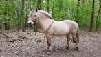 Weidemaatje gezocht voor een lieve fjordenmerrie, Dieren en Toebehoren, Stalling en Weidegang, Weidegang, 1 paard of pony