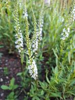 Lysimachia Autumn Snow wederik, Ophalen, Zomer, Overige soorten, Halfschaduw