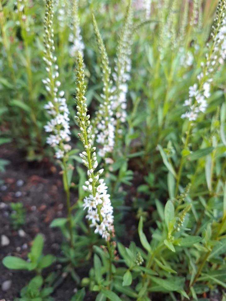 Lysimachia Autumn Snow wederik, Tuin en Terras, Planten | Tuinplanten, Overige soorten, Halfschaduw, Zomer, Ophalen