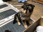 Pomeranian pups, Dieren en Toebehoren, Keeshond, Reu, CDV (hondenziekte), 8 tot 15 weken