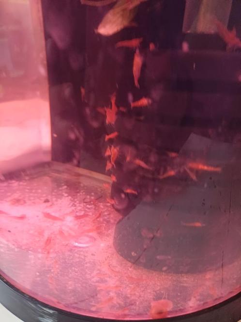 red sakura garnalen let op zelf ophalen, Dieren en Toebehoren, Vissen | Aquariumvissen, Kreeft, Krab of Garnaal