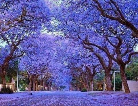 Anna Paulownia zaadjes – Snelle groeier met heerlijke geur!, Tuin en Terras, Bloembollen en Zaden, Zaad, Voorjaar, Volle zon, Ophalen of Verzenden