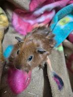 Rode borstelcavia, Dieren en Toebehoren, Cavia, Mannelijk, Tam, September