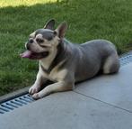 💙 Super gave franse bulldog reu💙, Dieren en Toebehoren, Particulier, Rabiës (hondsdolheid), Reu, 1 tot 2 jaar