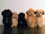 Mooie Boomer pups, ShihTzu x Maltezer., Nederland, Overige rassen, CDV (hondenziekte), 8 tot 15 weken